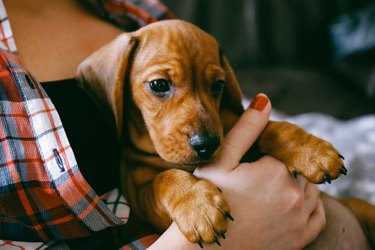 2 months old dachshund puppy laying comfortably in hands of its owner