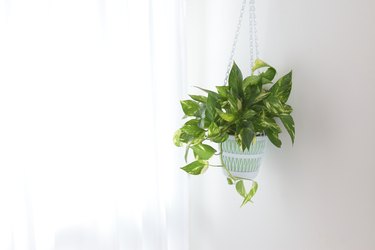 hanging potted plant