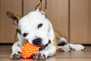 Dog shop eating toys