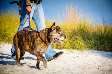 Woman walking her pitbull dog on the beach, Saint Petersburg, Florida, America, USA