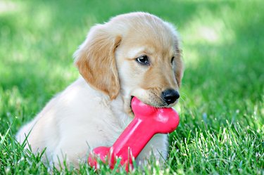 Puppy with a toy bone