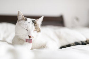 White and calico cat laying on a white cover on a bed and licking their paw
