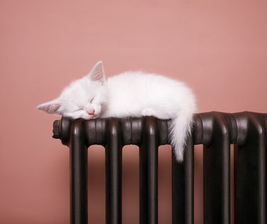 White kitten sleeps balanced on a radiator