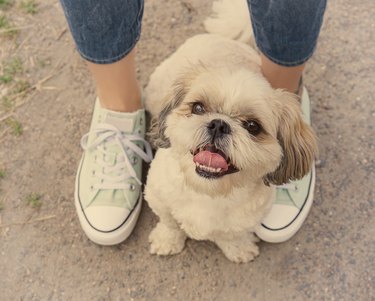 dog's paw feet next to the owner - walking together