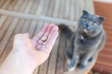 Pet owner giving his cat a pill/tablet