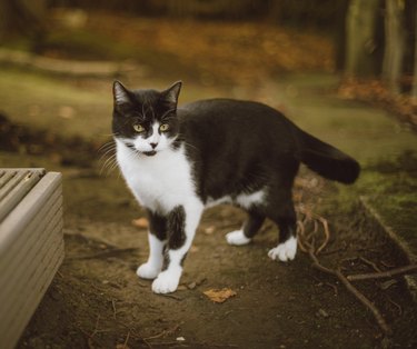 Young Tuxedo Tom Cat