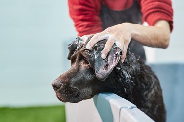 A chocolate Labrador retriever getting its head washed by a woman in a red shirt