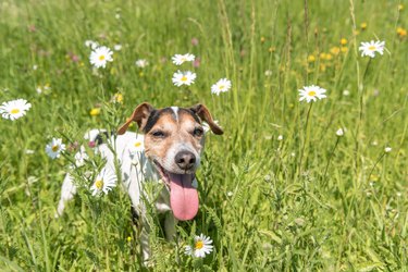 Jack Russell terrier sitting in a field of flowers.