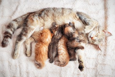 Mother cat nursing baby kittens