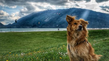 Dog Sitting On Grassy Field By River Against Cloudy Sky