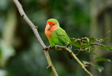 rosy-faced lovebird (Agapornis roseicollis)