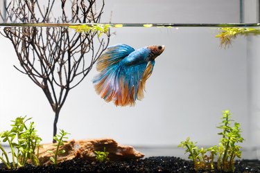 Betta Fish