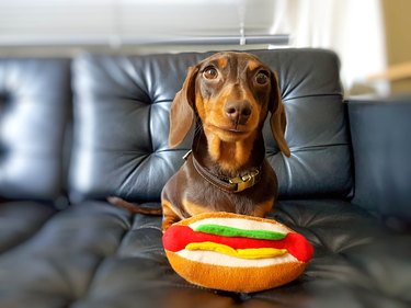 Dachshund puppy with hot dog toy