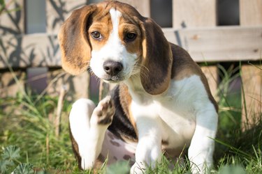 Dog scratches himself (13 weeks)