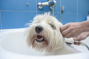 West Highland White Terrier Dog having a bath in a Grooming Salon