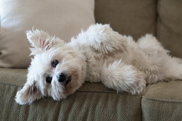 Fluffy white dog laying on lounge