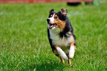 Happy dog, running and having fun in the grass