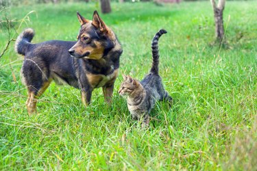 Dog and cat walking together outdoors on the grass