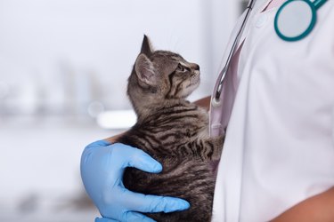 veterinarian holding striped kitten