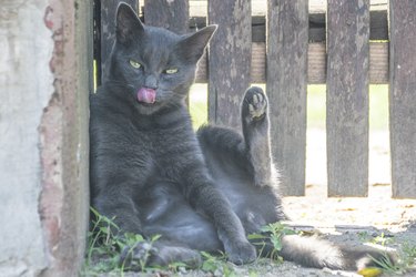 Funny bored cat with tongue out