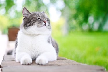 Cute cat sunning itself happily outdoors