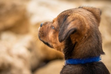Brown and black Puppy Dog with a blue collar shot from the back looking away at the beach