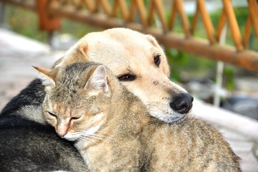 Dog and cat to snuggle in animal love best friends