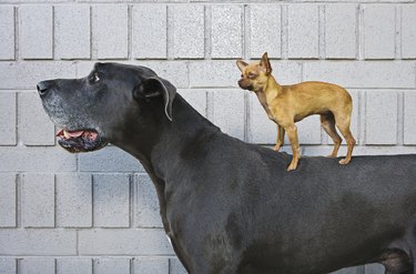 Chihuahua on Great Dane's back