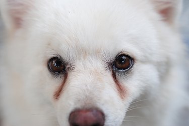 Puppy having tear stains on its eyes