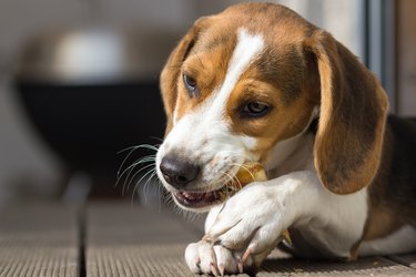 Young beagle chewing on a treat (14 weeks)