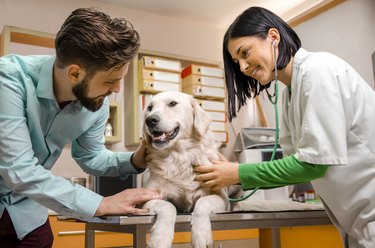 Man comforting his dog on vet table with veterinarian at dog's side