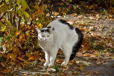 scared cat arching its back outside