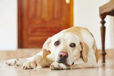 can dogs pass gallstones in stool