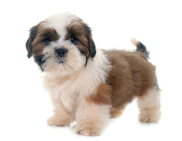 Shih Tzu Puppy Standing Against White Background