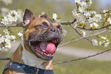 yawning french bulldog outdoors in spring under a tree