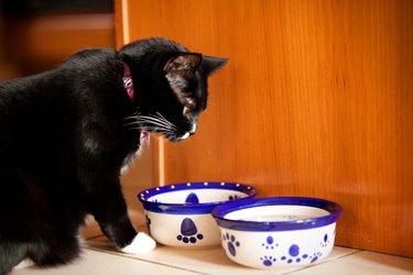 Cat Choosing Which Dish To Eat From