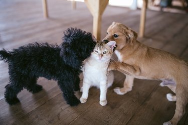 Dogs and cats playing together.