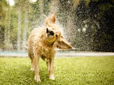 14 Water Safety Tips To Protect Your Dog This Summer | Cuteness