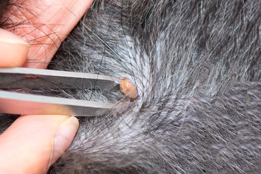 Removing a tick from a dog with fur