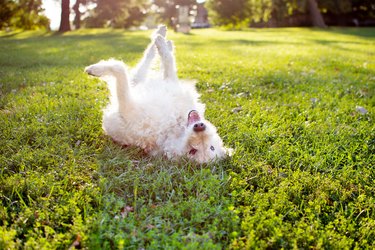 Playful Labradoodle Dog Rolling In Grass