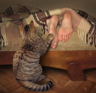 cat waking his owner by pawing his feet