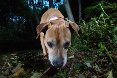 Pitbull dog in wilderness