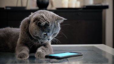 Cat with smart phone