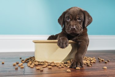 A Chocolate Labrador puppy sitting in large dog bowl - 5 weeks old