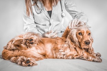 Veterinarian giving injection to a dog