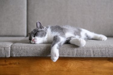 British short hair cat asleep