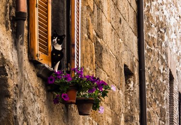 Low Angle View Of Cats By Flowers On Window