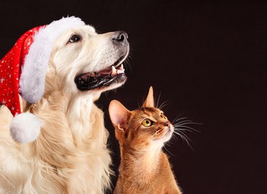 Christmas cat and dog, abyssinian kitten , golden retriever looks at