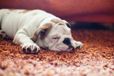 English Bulldog Puppy on carpet
