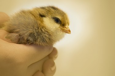 Baby Ameraucana Chick